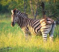 Zebra