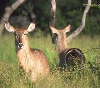 Waterbuck