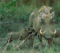 Warthog Family