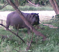 Hippo