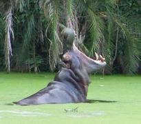 Hippo