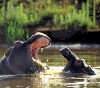 Kariega hippos