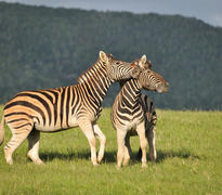 Kariega zebras
