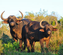 Kariega buffalo