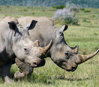 Kariega rhino