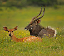 Kariega antelope