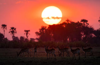 Abu Camp - Botswana