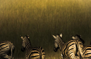 Abu Camp - Botswana