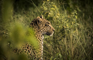 Abu Camp - Botswana