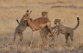 Wilderness Chitabe