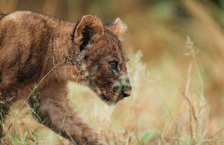 Wilderness Chitabe