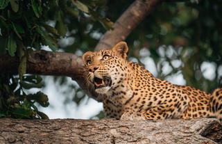 Wilderness Chitabe