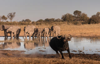 Wilderness Chitabe