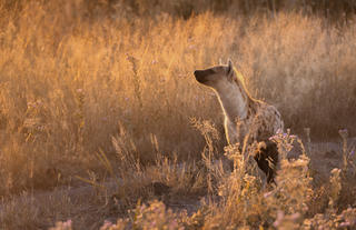Wilderness Chitabe Lediba