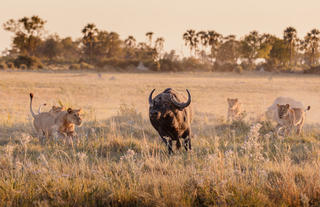 Wilderness Chitabe Lediba