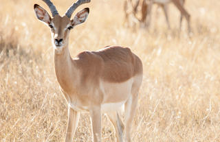 Impala on a game drive