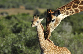 Shamwari Private Game Reserve