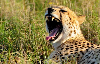 Shamwari Private Game Reserve