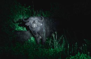 Animals around the Camp area