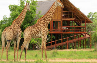 Bushwillow