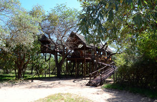 Marula