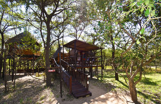 Teak2