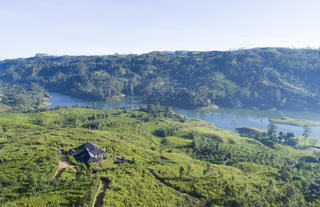 Camellia Hills