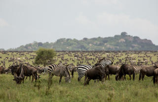 A wildlife medley