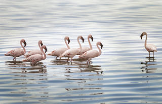 Pink Wonders of Nimali Serengeti