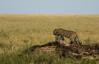 Leopard and Cub on the Move