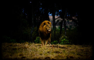 King of the Savannah