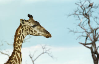 Tall Beauty of the Savannah