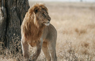 Roars of the wild