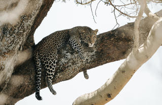 Tree-Top Leopard Sighting