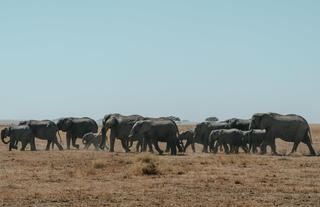 Elephant Herd on the Horizon