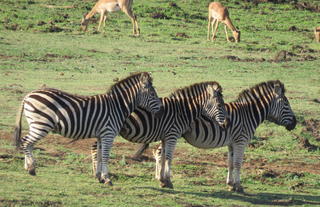 andBeyond Phinda Rock Lodge