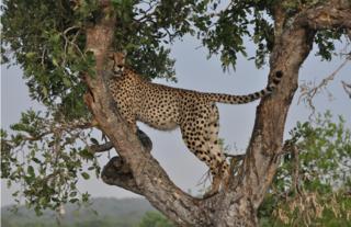 Rhino Post Safari Lodge - Cheetah in tree