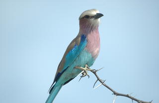 Rhino Post Safari Lodge - Birdlife