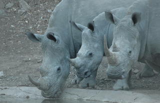 Rhino Post Safari Lodge - Wildlife