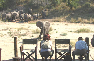 Rhino Post Safari Lodge - Elephants at the Deck