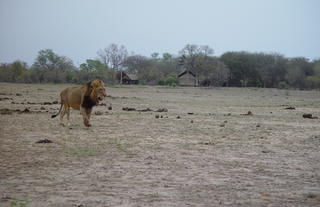 Male lion in front of Plains Camp