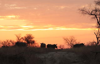 Rhino Walking Safaris - Wildlife