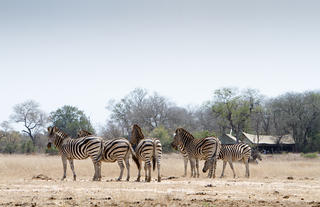 Plains Camp @ Rhino Walking Safaris - Main Area
