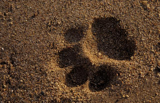 Plains Camp @ Rhino Walking Safaris - Walking Safaris