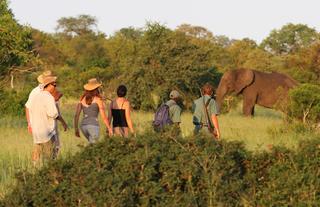 Plains Camp @ Rhino Walking Safaris - Walking Safaris