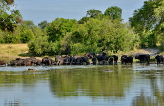 Plains Camp @ Rhino Walking Safaris - Kruger - Wildlife