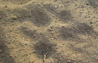 Plains Camp @ Rhino Walking Safaris - Kruger - Wildlife