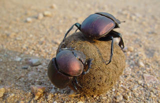 Plains Camp @ Rhino Walking Safaris - Kruger - Wildlife