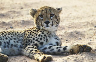 Plains Camp @ Rhino Walking Safaris - Kruger - Wildlife