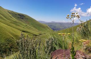 Drakensberg Flowers